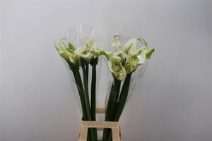 CALLA AETHIOPICA OV 90